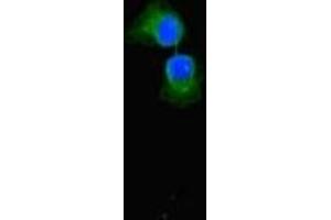 Immunofluorescent analysis of A549 cells using ABIN7152342 at dilution of 1:100 and Alexa Fluor 488-congugated AffiniPure Goat Anti-Rabbit IgG(H+L)