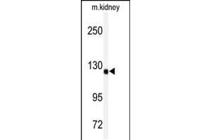 Western blot analysis of anti-ADAMTS19 Antibody in mouse kidney tissue lysates (35ug/lane) (ADAMTS19 anticorps  (AA 298-328))