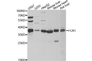 Western blot analysis of extracts of various cell lines, using FCN1 antibody (ABIN5973958) at 1/1000 dilution.