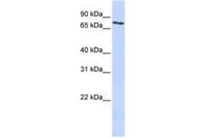 Image no. 1 for anti-Solute Carrier Organic Anion Transporter Family, Member 2B1 (SLCO2B1) (AA 36-85) antibody (ABIN6740848)
