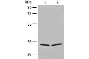 Western blot analysis of 231 and Raji cell lysates using DIMT1 Polyclonal Antibody at dilution of 1:450 (DIMT1 anticorps)