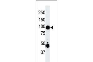 Antibody is used in Western blot to detect MAP4K2 in mouse skeletal muscle tissue lysate.