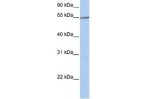 WB Suggested Anti-PCDHA4 Antibody Titration:  0. (PCDHA4 anticorps  (N-Term))