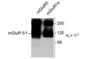 Image no. 1 for anti-Glutamate Receptor, Metabotropic 5/1a (GRM5/1a) (C-Term) antibody (ABIN227203) (GRM1a / GRM5 anticorps  (C-Term))