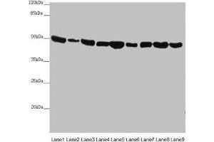 Western blot All lanes: EEF1G antibody at 0. (EEF1G anticorps  (AA 168-437))