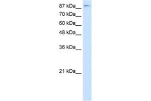 Western Blotting (WB) image for anti-Transcription Elongation Factor B (SIII), Polypeptide 3 (110kDa, Elongin A) (TCEB3) antibody (ABIN2463799) (TCEB3 anticorps)