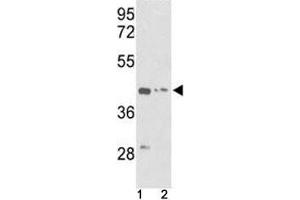 Western blot analysis of g-Actin antibody and (1) K562 and (2) HepG2 lysate