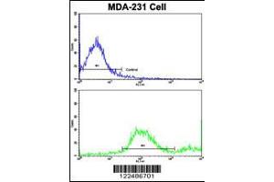Flow cytometric analysis of MDA-231 cells using ADRA2B Antibody (bottom histogram) compared to a negative control cell (top histogram). (ADRA2B anticorps  (AA 343-369))