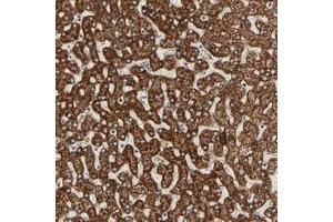 Immunohistochemical staining of human liver with ARSD polyclonal antibody  shows strong cytoplasmic positivity with a granular pattern in hepatocytes.