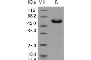 Western Blotting (WB) image for Fc Fragment of IgG, Low Affinity IIa, Receptor (CD32) (FCGR2A) (Active) protein (Fc Tag) (ABIN7195676)
