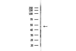 Western blot analysis of lysates from Mouse testis, using NR1H4 Antibody at 1/1000 dilution.