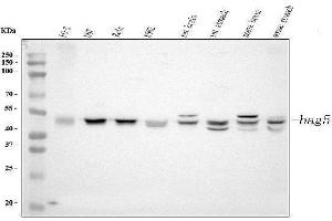 Western blot analysis of Bag5 using anti-Bag5 antibody (ABIN5518812). (BAG5 anticorps  (AA 389-447))