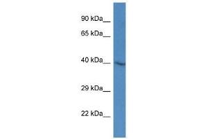 Western Blot showing Sh3gl3 antibody used at a concentration of 1. (SH3GL3 anticorps  (Middle Region))