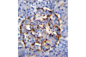 PLA2G2D Antibody (C-term) (ABIN655102 and ABIN2844734) immunohistochemistry analysis in formalin fixed and paraffin embedded human pancrease tissue followed by peroxidase conjugation of the secondary antibody and DAB staining.