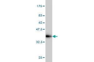 Western Blot detection against Immunogen (35.