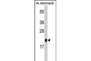 Western blot analysis of FKBP11 Antibody (N-term) (ABIN390761 and ABIN2841018) in mouse stomach tissue lysates (35 μg/lane). (FKBP11 anticorps  (N-Term))
