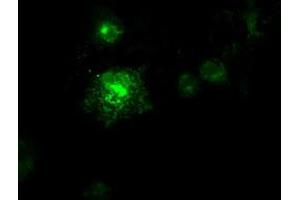 Anti-FLT3LG mouse monoclonal antibody (ABIN2452254) immunofluorescent staining of COS7 cells transiently transfected by pCMV6-ENTRY FLT3LG (RC222242). (FLT3LG anticorps  (AA 27-181))