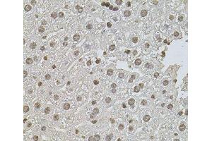 Immunohistochemistry of paraffin-embedded Mouse liver using ZNF408 Polyclonal Antibody at dilution of 1:100 (40x lens). (ZNF408 anticorps)
