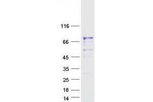 PGLYRP2 Protein (Myc-DYKDDDDK Tag)