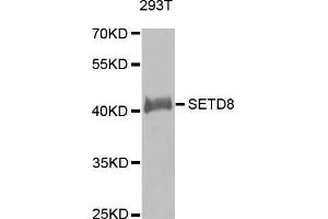 Western blot analysis of extracts of 293T cell line, using SETD8 antibody.