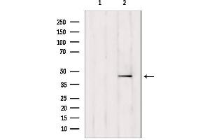 Western blot analysis of extracts from mouse brain, using TTL antibody.