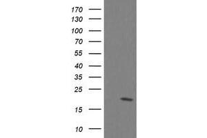 Image no. 8 for anti-Ubiquitin-Conjugating Enzyme E2G 2 (UBE2G2) antibody (ABIN1501631) (UBE2G2 anticorps)
