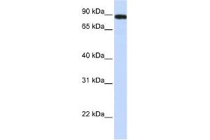 FAM47A antibody used at 1 ug/ml to detect target protein. (FAM47A anticorps  (Middle Region))