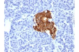 Formalin-fixed, paraffin-embedded human pancreas stained with Insulin Monoclonal Antibody (IRDN/805). (Insulin anticorps)