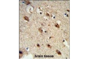 Formalin-fixed and paraffin-embedded human brain tissue reacted with ACP1 Antibody (N-term), which was peroxidase-conjugated to the secondary antibody, followed by DAB staining.