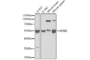 Western blot analysis of extracts of various cell lines, using ARRB1 antibody. (beta Arrestin 1 anticorps  (AA 169-418))