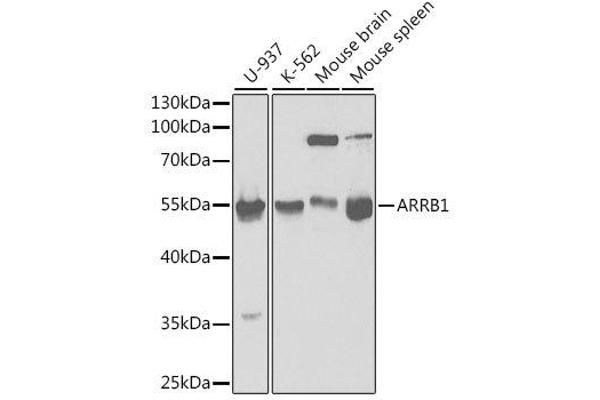 beta Arrestin 1 抗体  (AA 169-418)