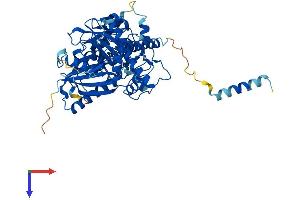 AlphaFold protein structure predicition of Human Recombinant GK Protein, UniprotID P32189