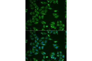 Immunofluorescence (IF) image for anti-ST3 beta-Galactoside alpha-2,3-Sialyltransferase 4 (ST3GAL4) antibody (ABIN1980325) (ST3GAL4 anticorps)