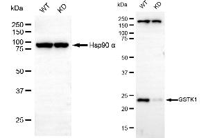 Western blotting analysis using GSTK1 antibody (ABIN7798755). (Recombinant GSTK1 anticorps)