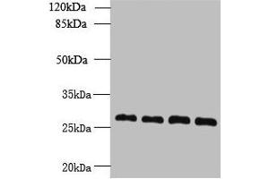 Western blot All lanes: YIPF4 antibody at 2. (YIPF4 anticorps  (AA 1-113))