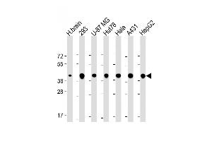 TOMM40 anticorps  (AA 22-56)