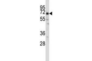 Oct-2 antibody western blot analysis in ZR-75-1 lysate.