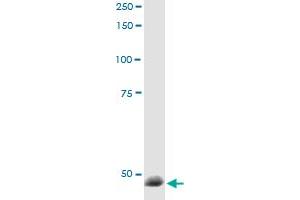 Immunoprecipitation of RBM9 transfected lysate using anti-RBM9 MaxPab rabbit polyclonal antibody and Protein A Magnetic Bead , and immunoblotted with RBM9 purified MaxPab mouse polyclonal antibody (B01P) .