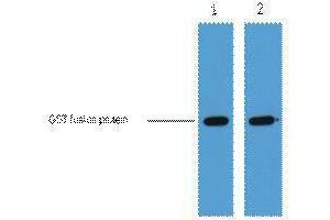 Western Blotting (WB) image for anti-Glutathione S Transferase (GST) antibody (ABIN3178560) (GST anticorps)