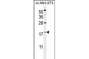 S100A4 Antibody (N-term) (ABIN655727 and ABIN2845174) western blot analysis in mouse NIH-3T3 cell line lysates (35 μg/lane).