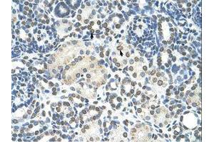 Image no. 1 for anti-Zinc Finger, MYND-Type Containing 11 (ZMYND11) (AA 138-187) antibody (ABIN203315)