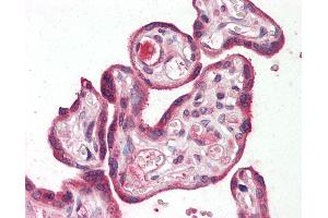 Anti-RILPL2 antibody IHC staining of human placenta. (RILPL2 anticorps  (Internal Region))
