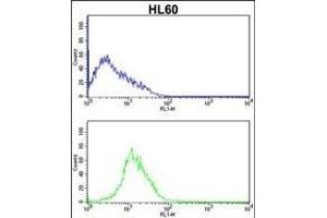 CDK4 Antibody (C-term) (ABIN391751 and ABIN2841625) flow cytometric analysis of HL60 cells (bottom histogram) compared to a negative control cell (top histogram). (CDK4 anticorps  (C-Term))