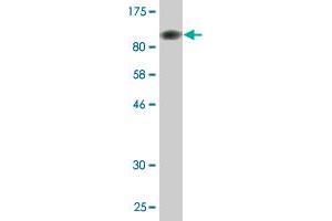 Western Blot detection against Immunogen (95.