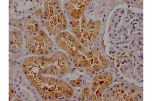 IHC image of ABIN7127653 diluted at 1:100 and staining in paraffin-embedded human kidney tissue performed on a Leica BondTM system.