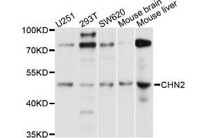 Western blot analysis of extracts of various cell lines, using CHN2 antibody (ABIN5996045) at 1/1000 dilution. (CHN2 anticorps)