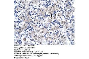Human Liver (CDX4 anticorps  (C-Term))