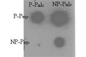 Image no. 1 for anti-TRAF2 and NCK Interacting Kinase (TNIK) (Ser764) antibody (ABIN360389) (TNIK anticorps  (Ser764))