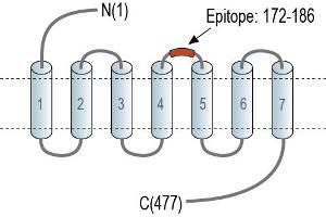 anti-Complement Component 3a Receptor 1 (C3AR1) (AA 172-186), (Extracellular), (Loop 2) antibody (FITC)