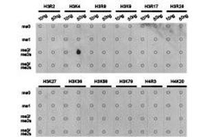 Dot-blot analysis of all sorts of methylation peptides using H3K4me3 antibody. (Histone 3 anticorps  (H3K4me2))